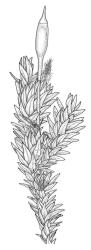 Macrocoma tenue subsp. tenue, branch detail with capsule, moist. Drawn from A.J. Fife 5388, CHR 351305.
 Image: R.C. Wagstaff © Landcare Research 2017 